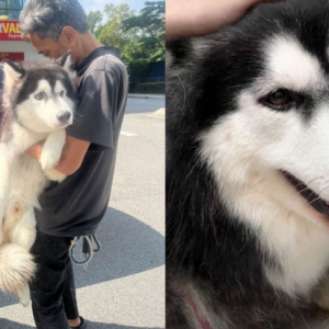 Anjing Husky dipukul bertalu-talu sudah diselamatkan