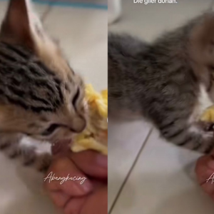 Anak kucing ‘gila’ makan durian, ‘curi’ hati netizen