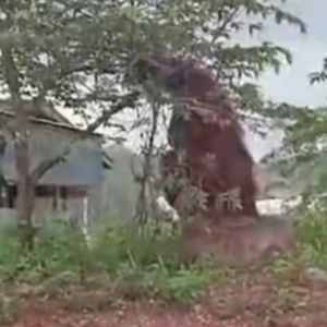 Video orang utan 'gergasi' di Kalimantan Timur tarik perhatian netizen