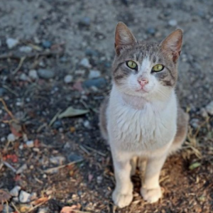 Budak Tiga Tahun Maut Selepas Sebulan Digigit Kucing Peliharaan