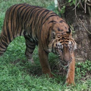 Lelaki maut dibaham harimau ketika kencing