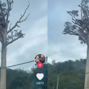 Pokok tualang di Gua Musang ‘kebal’, ada penunggu - “Pokok besar ini lah yang meragut nyawa mak mertua saya dari KL"