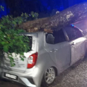 Wanita selamat, kereta dihempap pokok tumbang