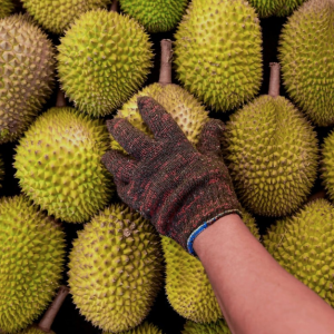 Durian segar Malaysia di China habis dijual tidak sampai 24 jam