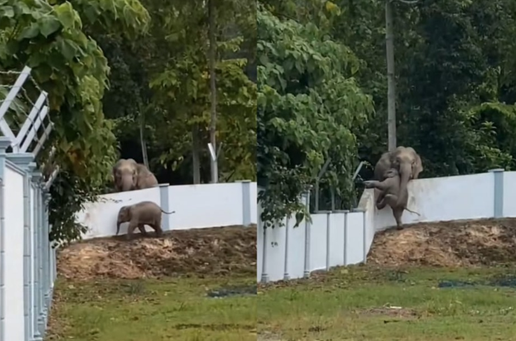 Gelagat anak gajah ‘sesat’ panjat pagar curi tumpuan ramai