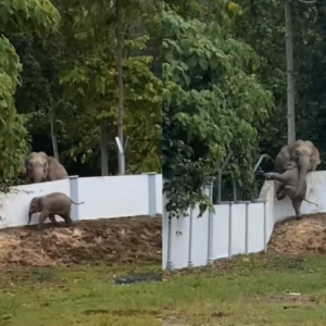 Gelagat anak gajah ‘sesat’ panjat pagar curi tumpuan ramai