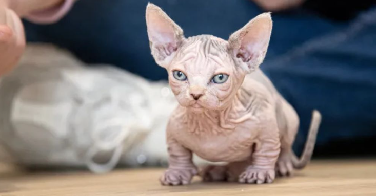 Orang ramai diminta tidak membeli baka kucing bully baharu tidak berbulu