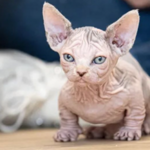 Orang ramai diminta tidak membeli baka kucing bully baharu tidak berbulu