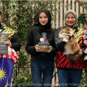 Kucing jalanan Malaysia menang anugerah dunia di Norway - “Baby hanyalah kucing baka biasa, kamil ambil dia dari jalanan"