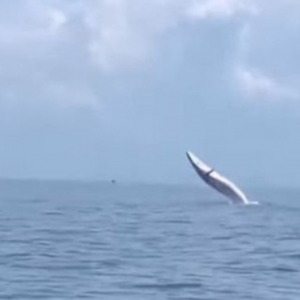 Ikan Paus buat aksi 'superman' di Langkawi - "Pernah tengok kat sana. sampai feri duk ikut dia.. pastu saya missed flight"