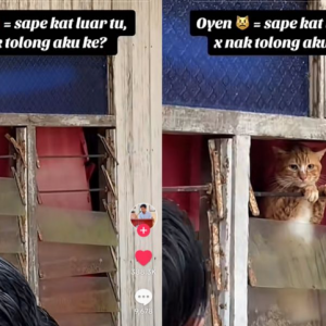 Kucing tolong ambil jangan tinggal dia kat rumah masa banjir