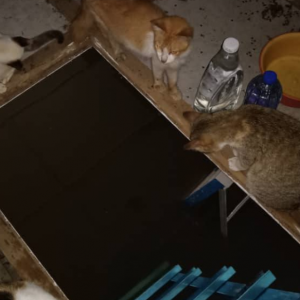 “Sejak Paras Air Naik, Saya Pergi Sana Setiap Hari” – Individu Sanggup Redah Banjir Demi Pastikan Kucing Cukup Makan