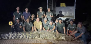 Buaya tembaga seberat 400kg ditangkap di Klebang, jalan sesak 1 kilometer