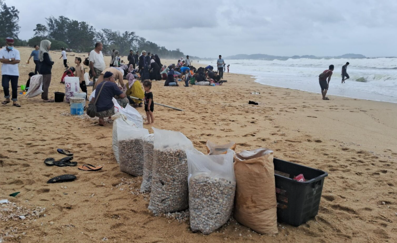 Bakteria dan E.coli tinggi dalam kerang di Pantai Sura di Dungun, masak dengan sempurna sebelum makan