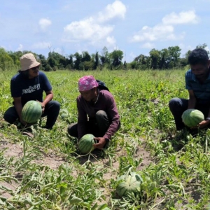 Harga tembikai jatuh, pekebun risau tidak pulang modal