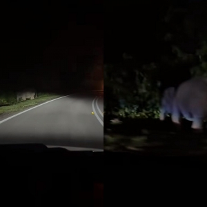 Anak gajah sempat bermain dengan ibu sebelum dilanggar