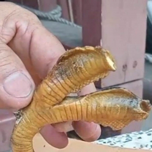 Sekeluarga terkejut jumpa bangkai ular berkepala dua