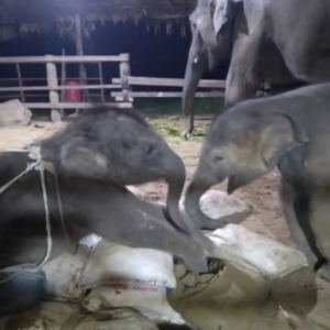 Tragis! Ibu gajah tak sengaja pijak anak hingga maut