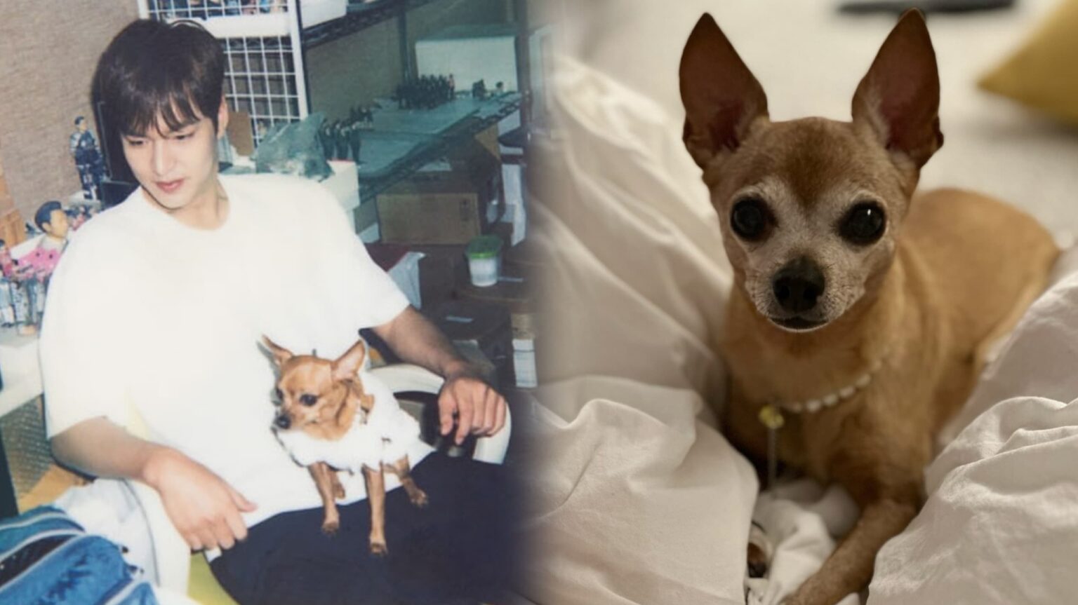‘Selepas 16 tahun..’ – Anjing kesayangan Lee Min Ho mati
