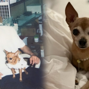 ‘Selepas 16 tahun..’ – Anjing kesayangan Lee Min Ho mati