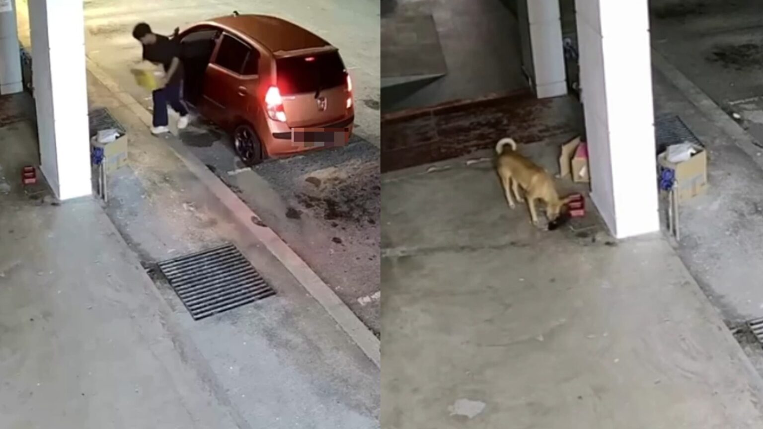 Lelaki tinggal kucing depan klinik, akhirnya jadi santapan anjing