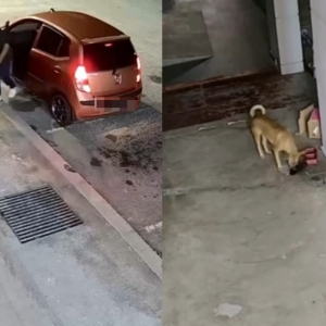 Lelaki tinggal kucing depan klinik, akhirnya jadi santapan anjing
