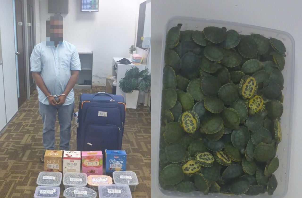 Lelaki warga India cuba seludup keluar 2,500 kura-kura Red-eared Slider